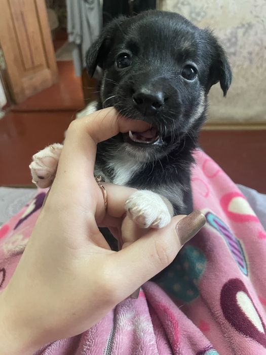 Безкоштовно віддам малечу