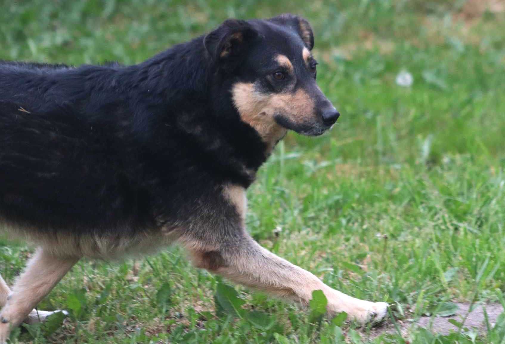 MIŚKO spójrz, pokochaj, adoptuj