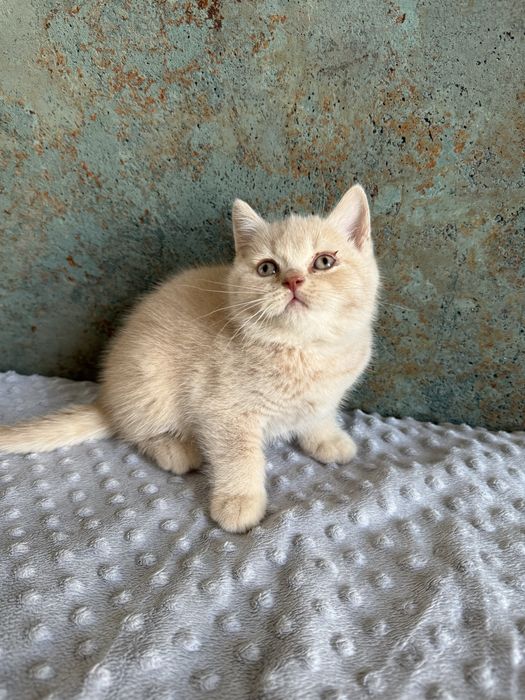 Flavia Liliowy Zakątek*Pl kotka w kolorze kremowym