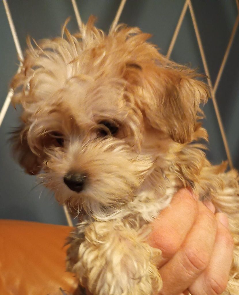 Morkie, Morkshire suczka