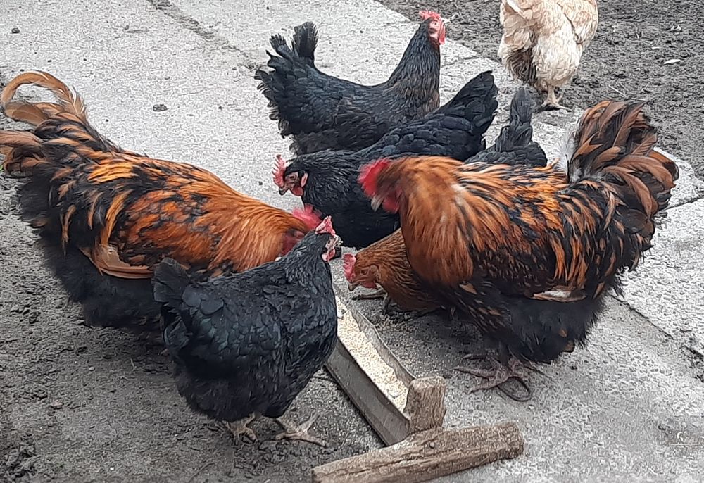 Золотий орпінгтон. Півні. Петухи. Золотой орпингтон.