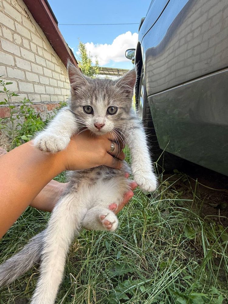 Кошенята 3 місяці