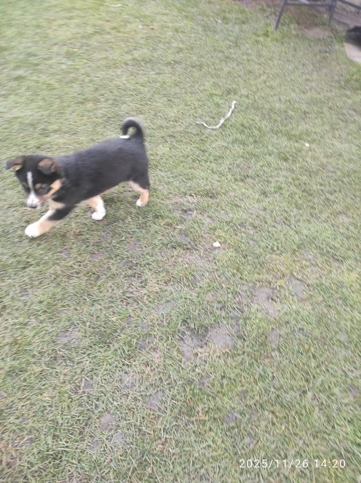 Цуценята 2  місяця