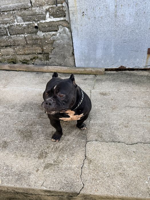 American Bully Top Qualidade