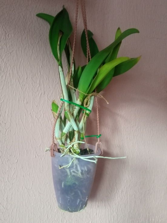 Орхідея Каттлея гібридна
