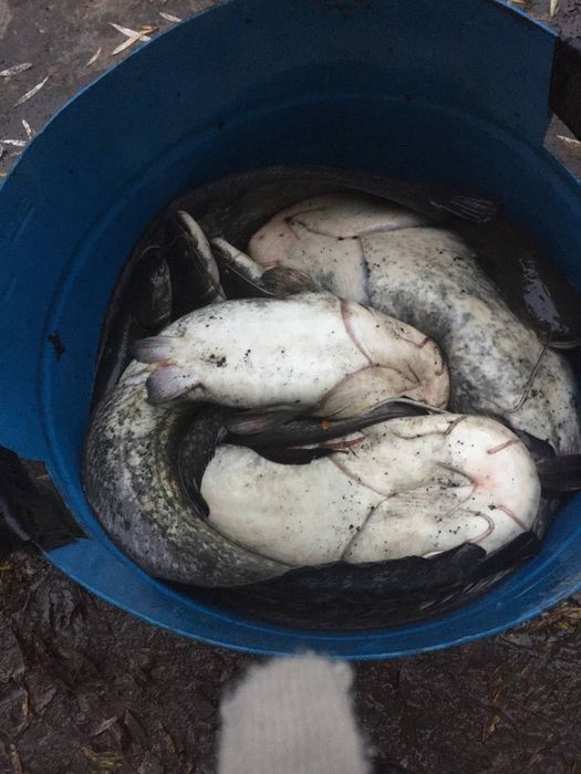 Жива риба-Товстолоб,короп,карась СЕРЕДИНКА,ГАЙСИНСЬКИЙ Р-Н