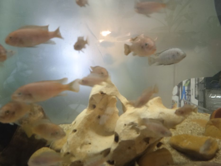 Bebes ciclideos malawi com ofertas