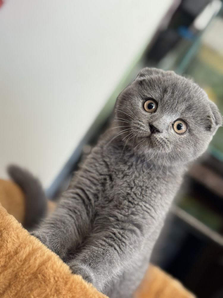 Menino Scottish Fold Azul