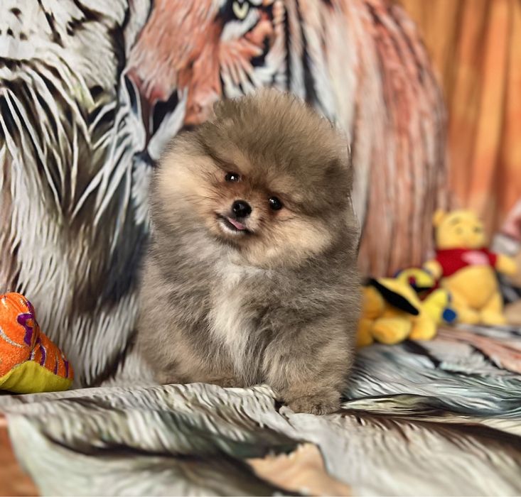 Szpic miniaturowy typu Miszka.