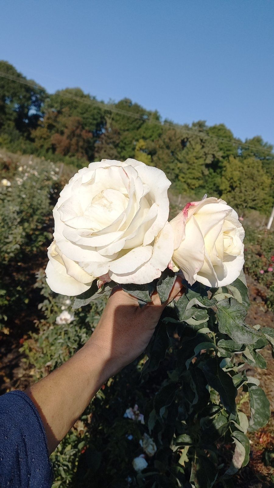 Продам саджанці троянди ( рози)