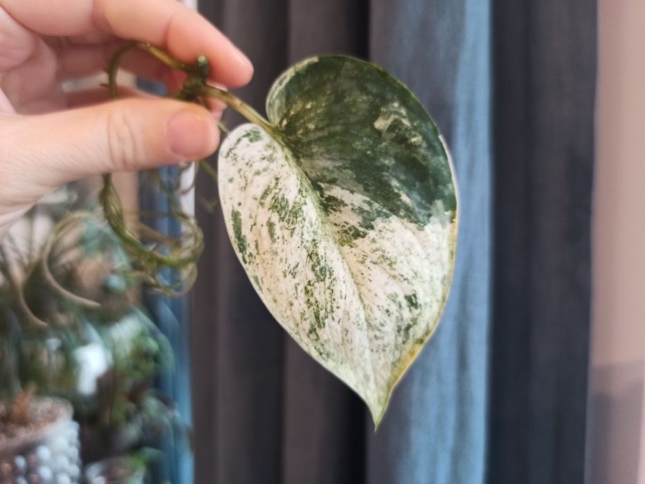 Scindapsus Dark Silver Cloud Variegata