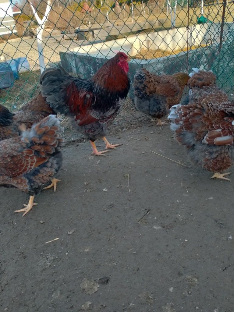Wyandotte wyandotta wyandotty Olbrzymia Srebnołuskowana jaja lęgowe