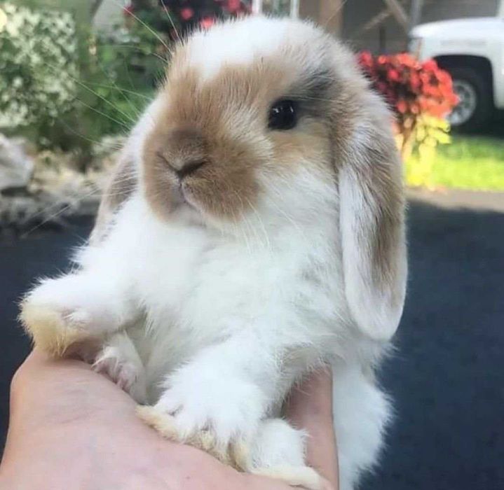 Морская Свинка. и Декоративные Малыши - Мини. и Клетки.