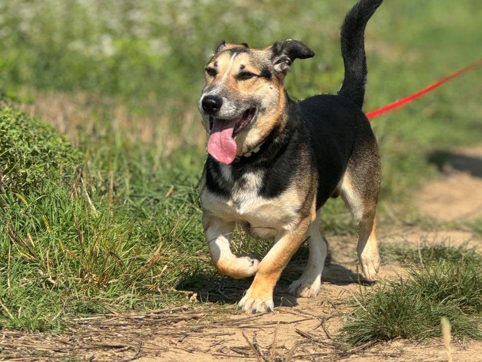 Bajer do adopcji!