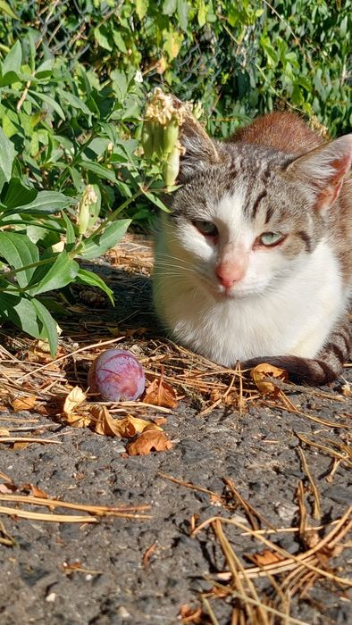 Gromadka kotów potrzebuje dobrych domów (Niegowonice)