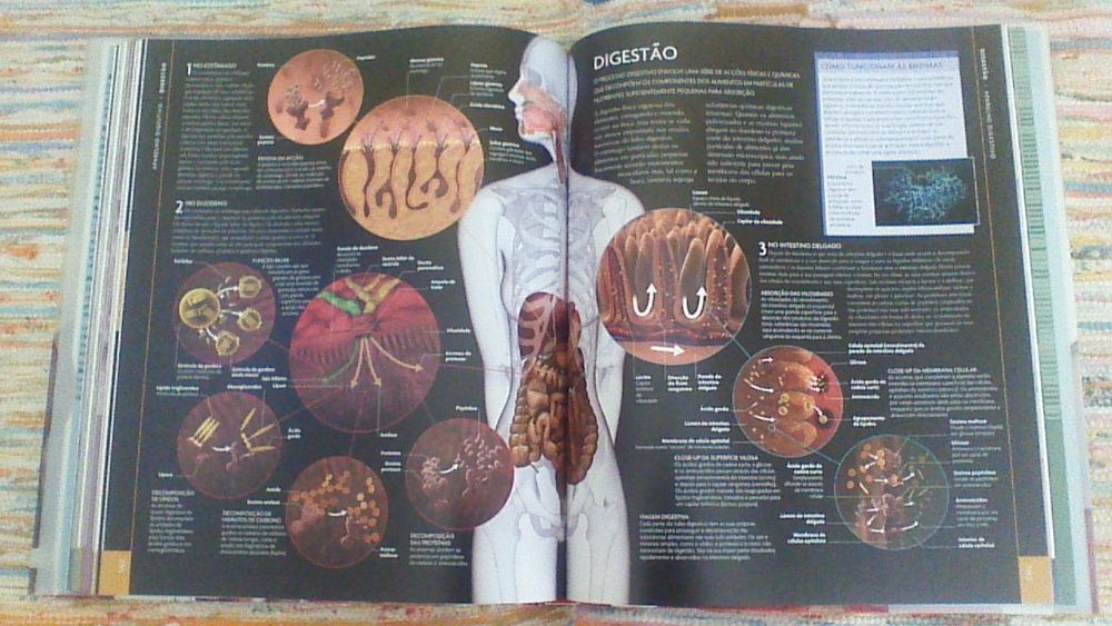 Livro " ANOTOMIA e Fisiologia do CORPO HUMANO"