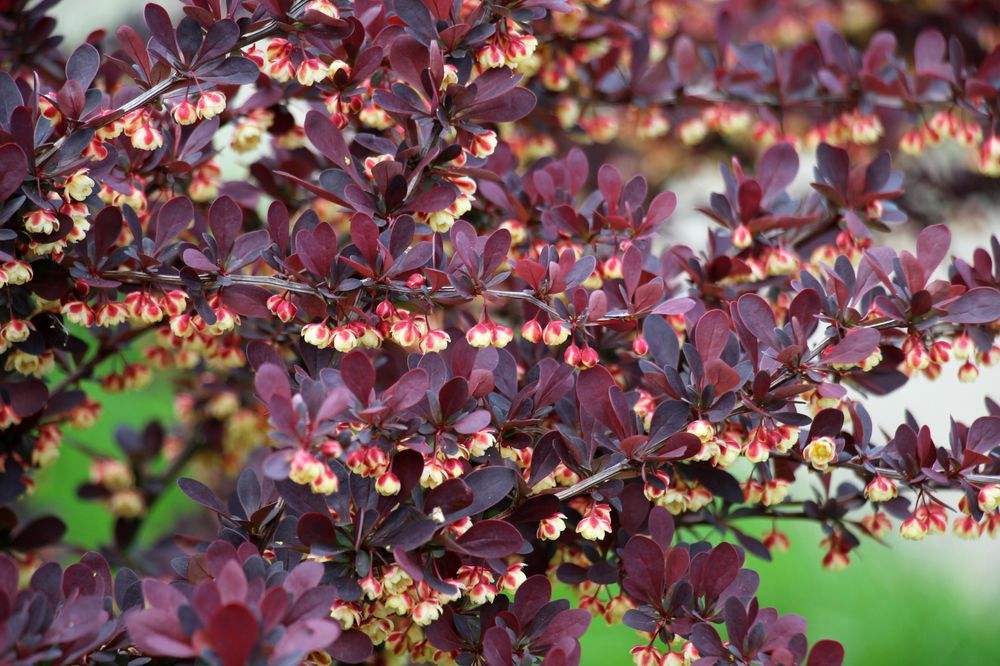 Berberys Thunberga 'Dart's Red Lady' (Berberis thunbergii) Poj. 2.0L