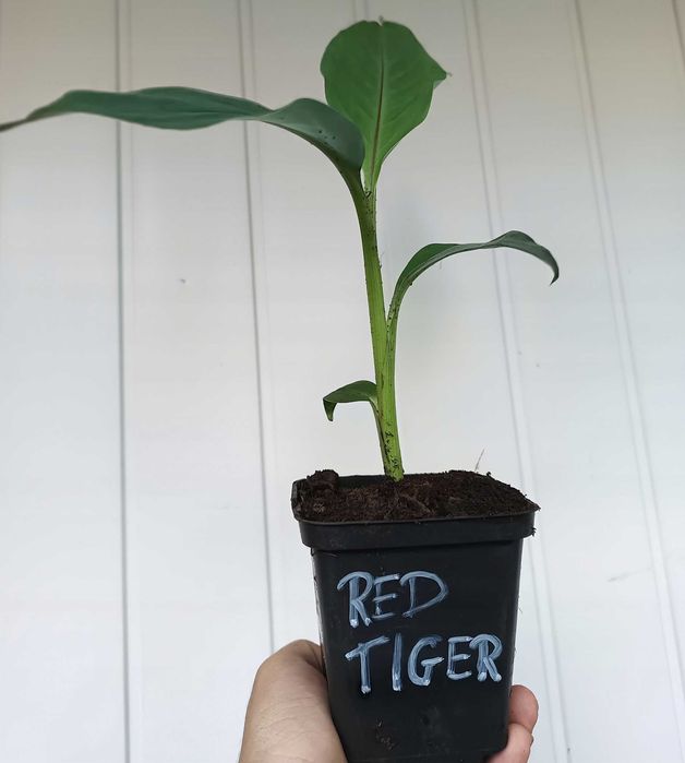 Bananowiec MUSA SIKKIMENSIS RED TIGER sadzonka P9 banan 20CM