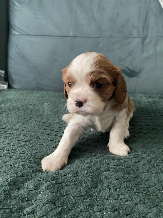 Cavalier King Charles Spaniel