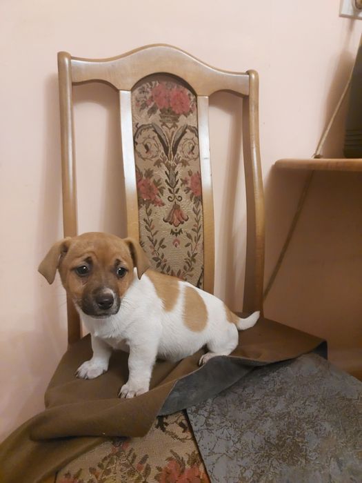 Jack Russell Terrier suczka