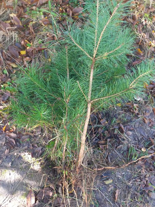 Сосна самшит гібіскус