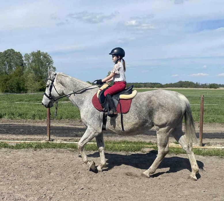 *** Spokojna klacz-rekreacja, koń rodzinny ***