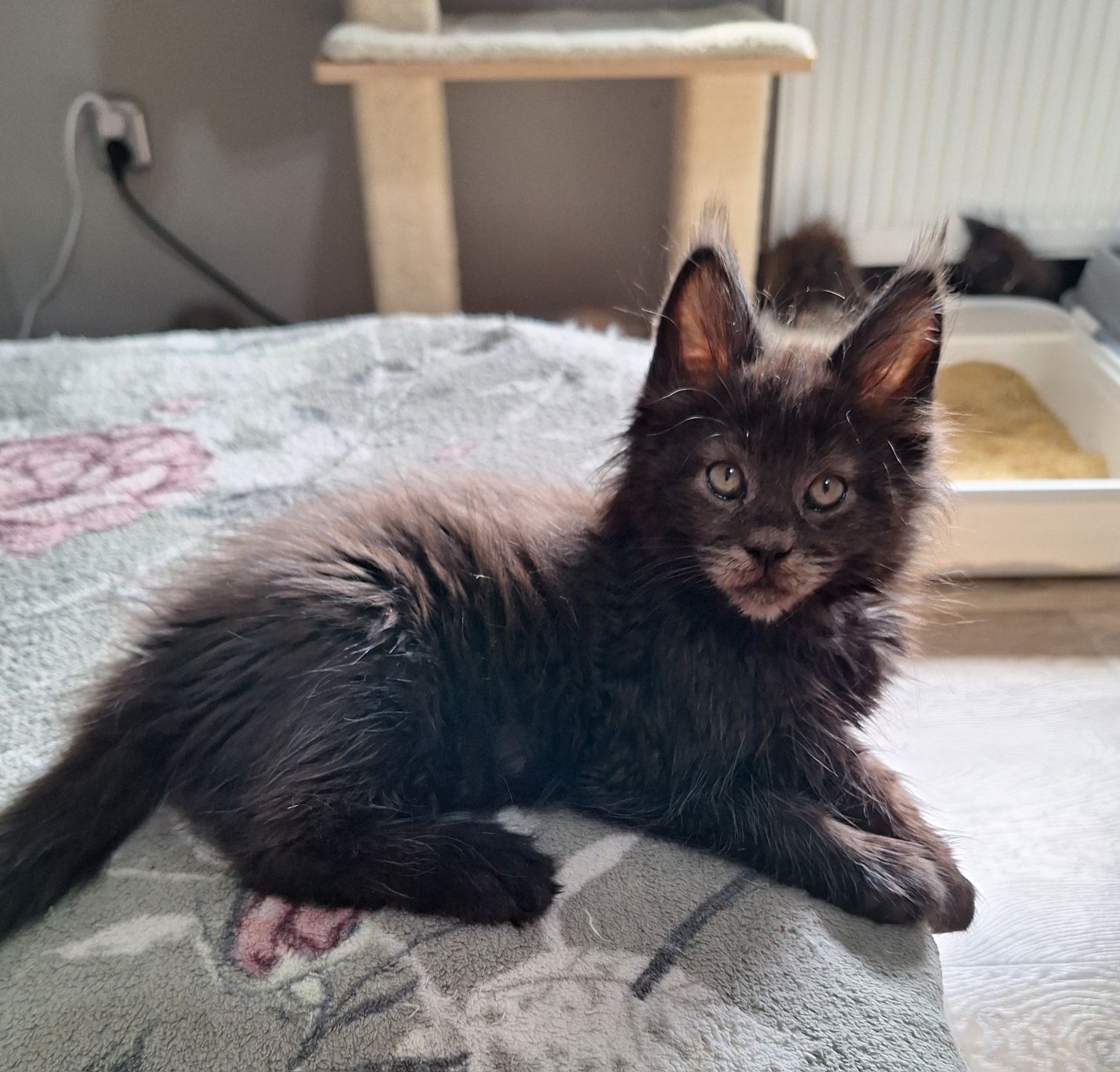 Czarny kocurek Maine coon