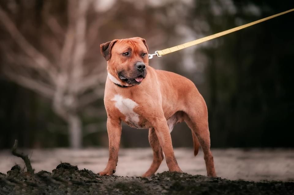 Pitbull. Amstaff. Clyde szuka domu. Adopcja. Pies do adopcji