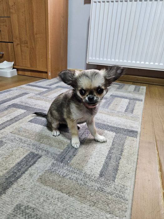 Chihuahua długowłosa