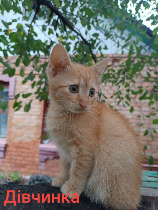 ДОБРІ РУЧКИ КОШЕНЯТКА хлопчик дівчинка
