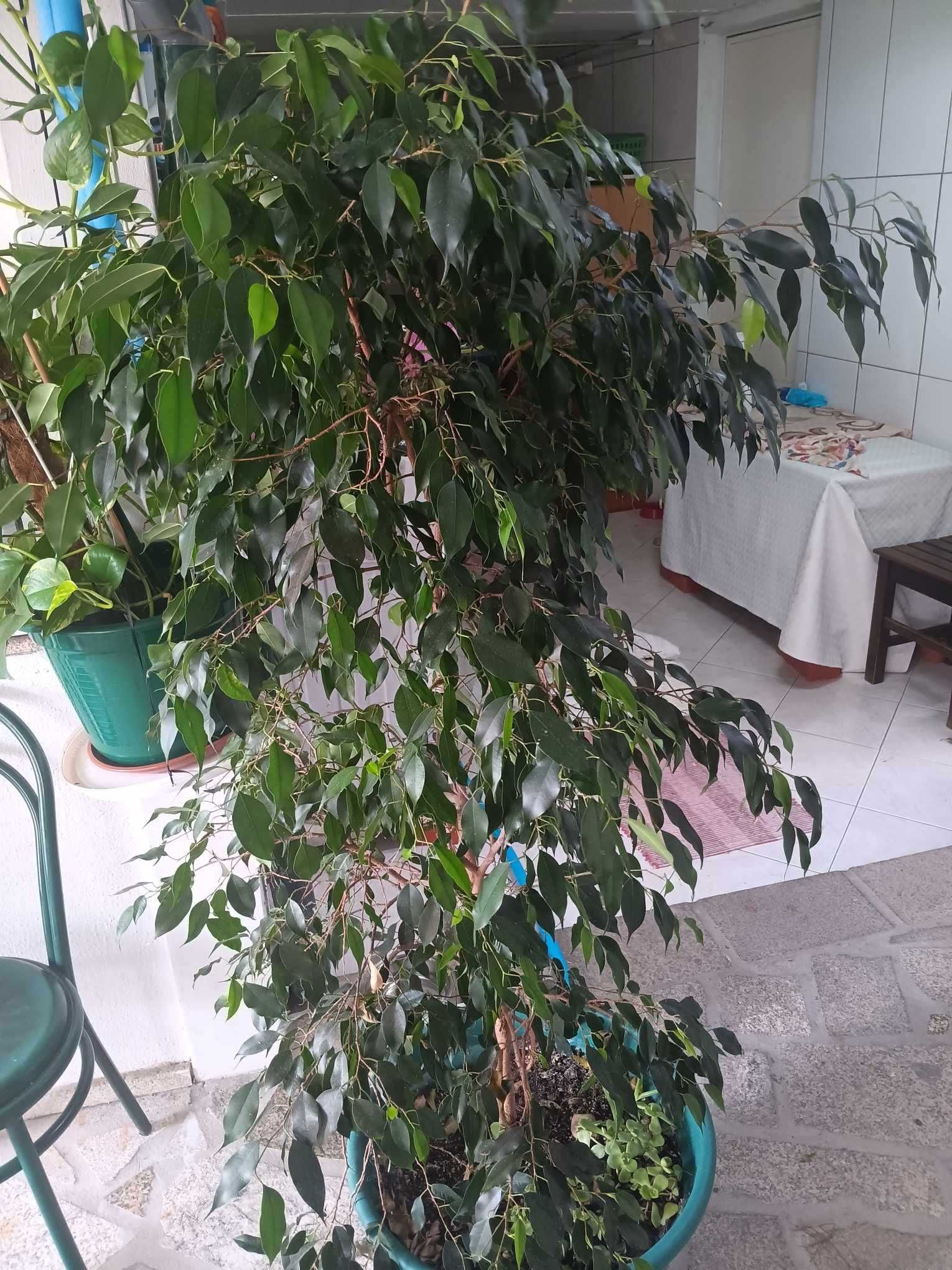 Vendo bonsai 50€