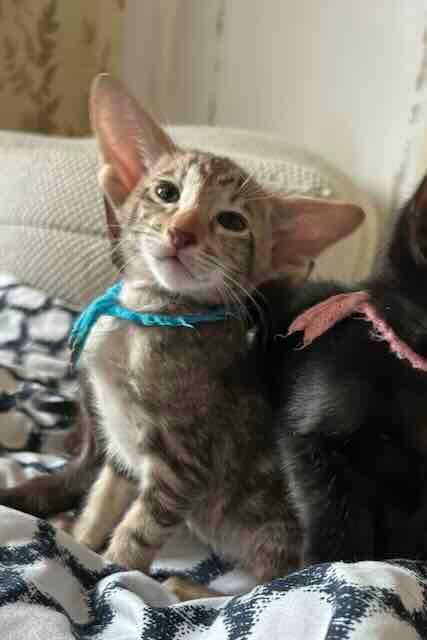 Orientalny kociak o nietypowym pręgowaniu