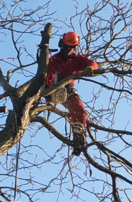 Зрізання дерев / Арборист — швидко та безпечно
