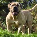 Boerboel Sul Africano