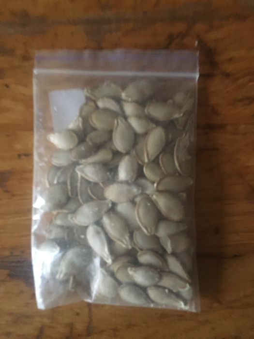 Тыква, кабак семена