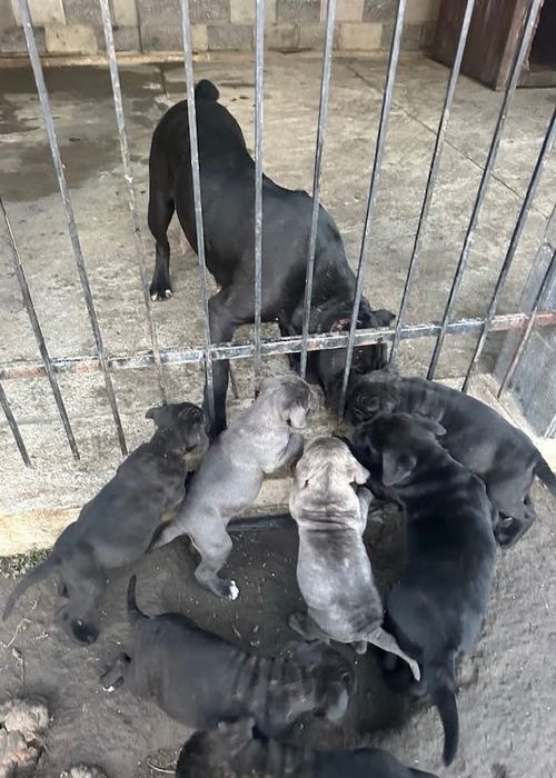 Щенята Кане Корсо