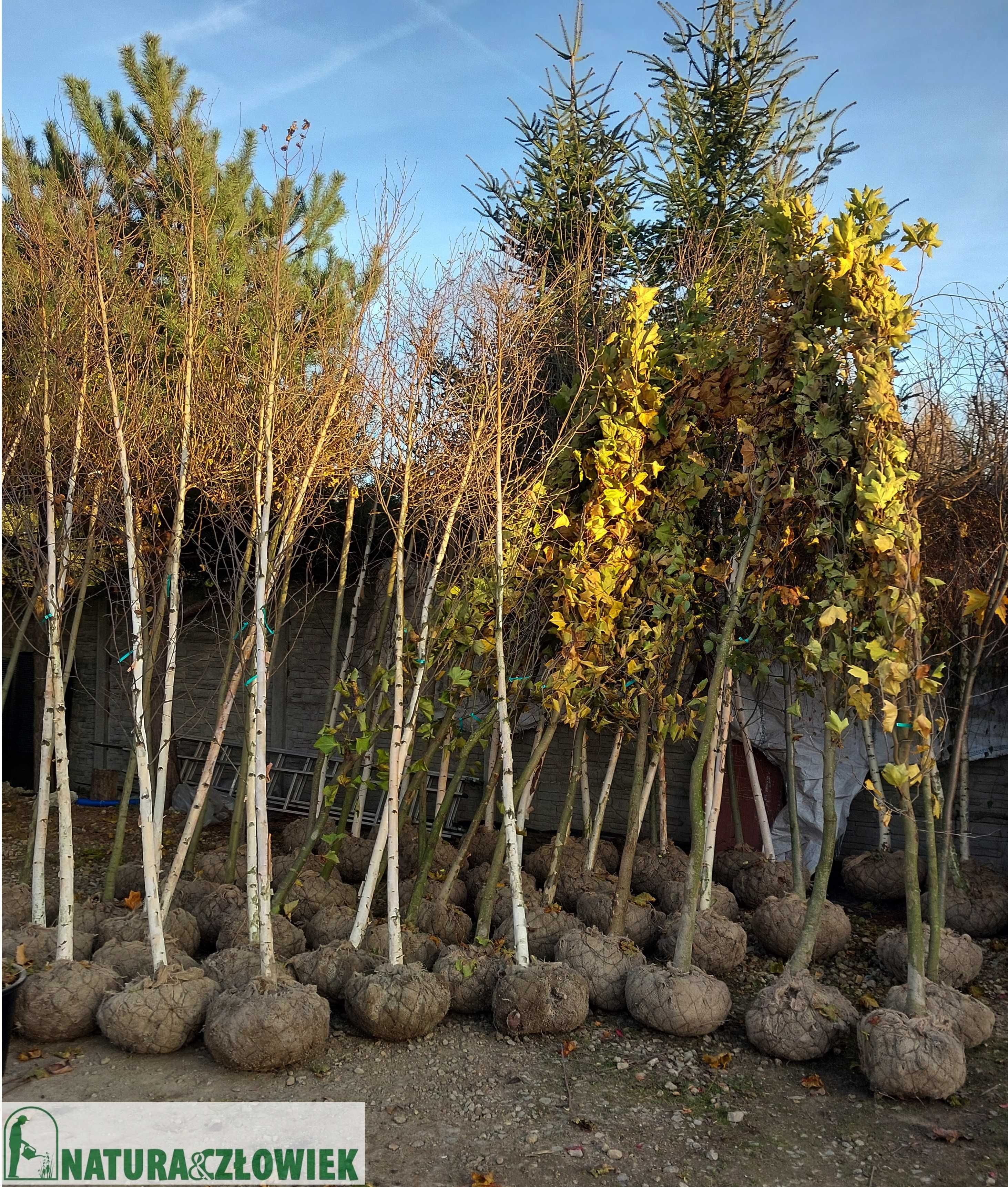 Drzewa alejowe  duże pierśnice 14cm Klon 'Globosum'