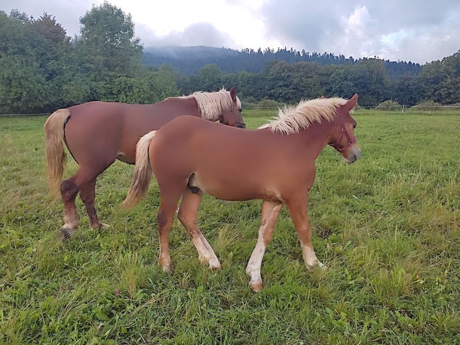 Sprzedam piękne konie