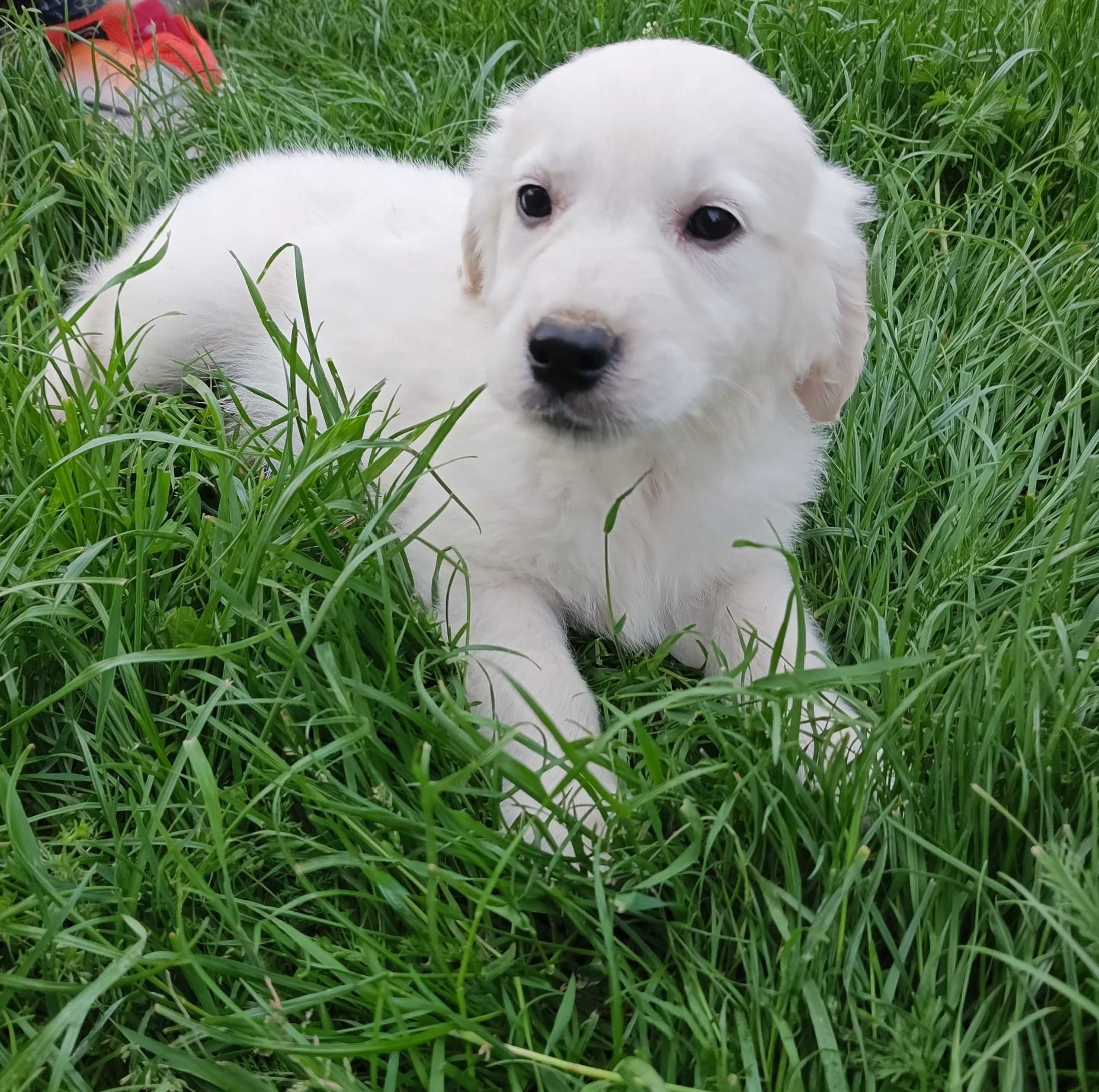 Golden retriever gotowe do odbioru