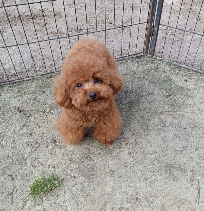 Той пудель, в'язка.