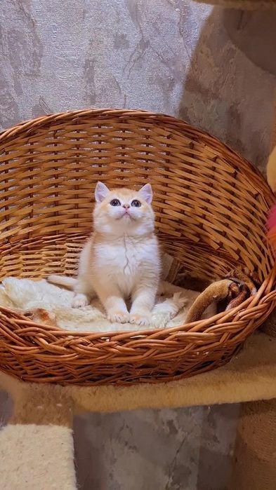 В дорогом редком окрасе ny12