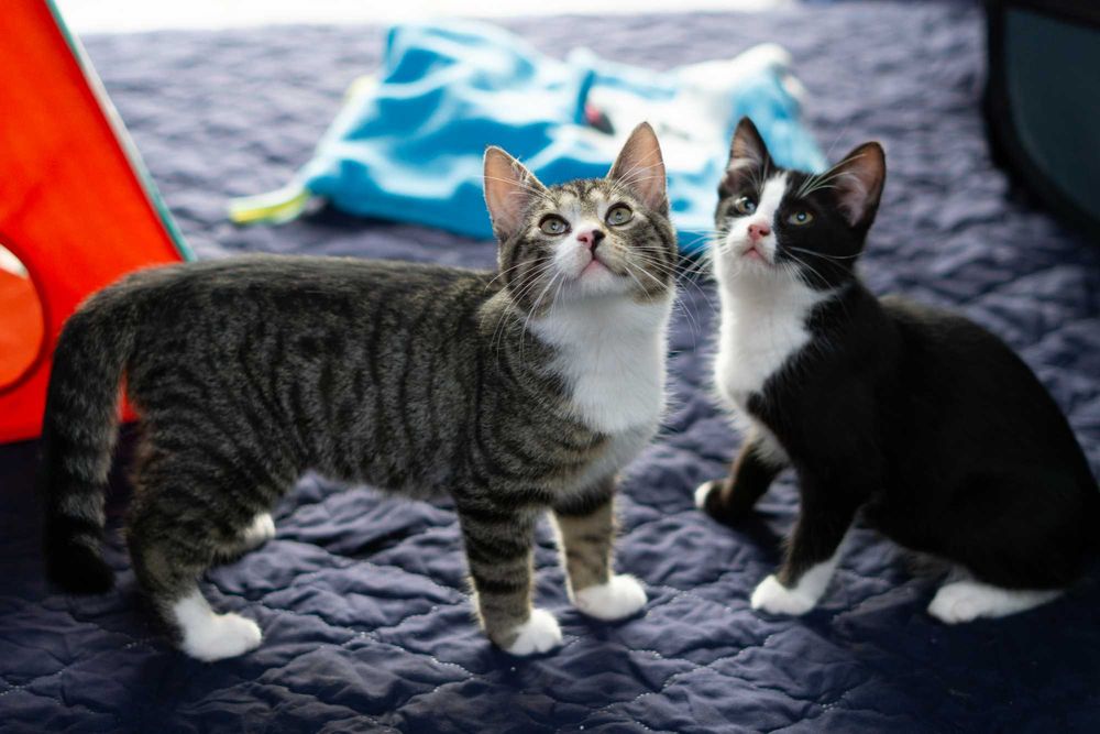 Popcorn - kot do adopcji