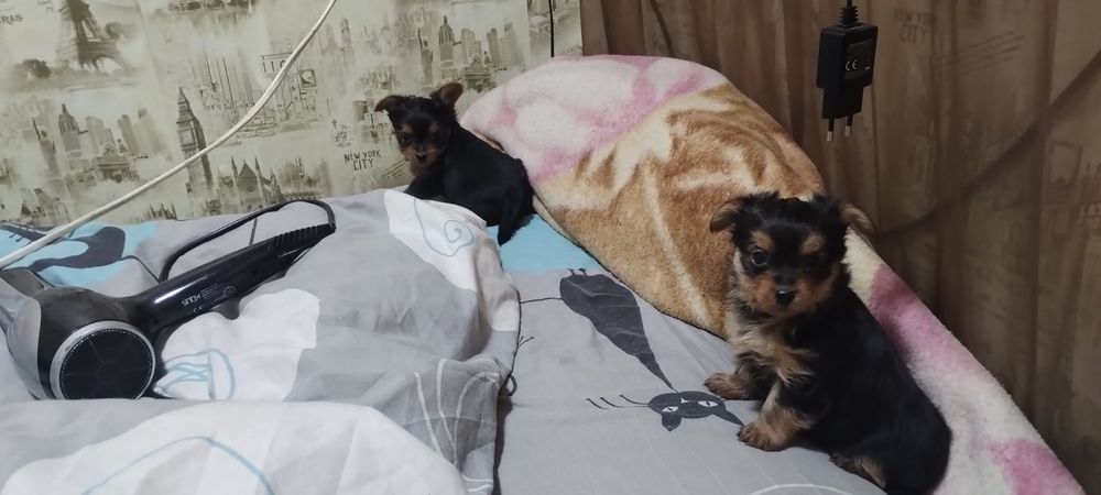 Йоркширський тер'єр