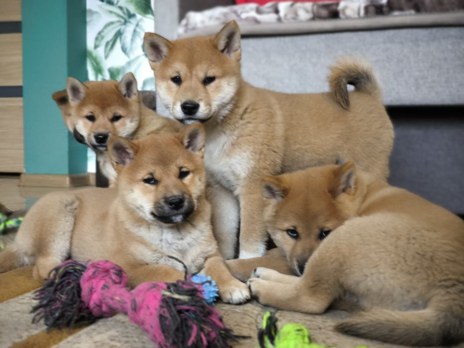 Shiba Inu śliczne pieski i suczki ZKwP/FCI