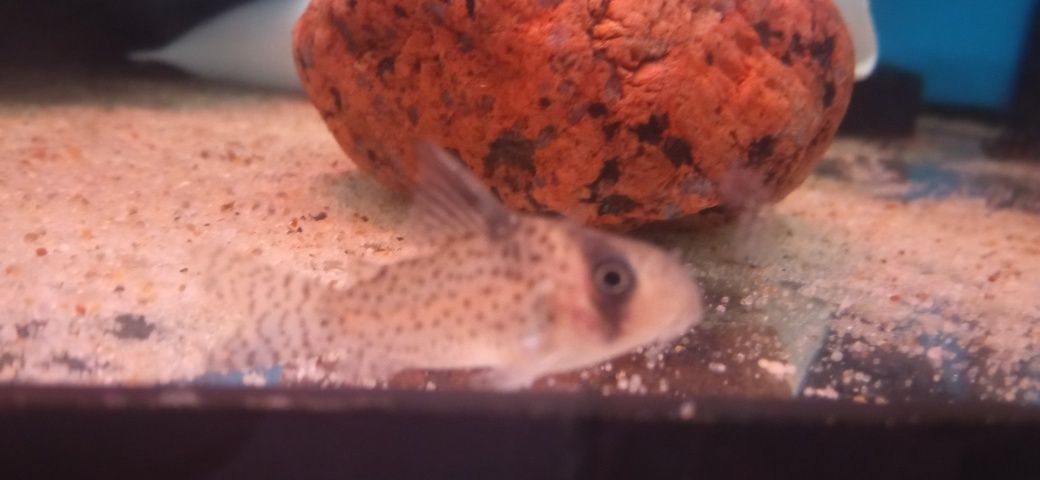 Kirys kanei , Corydoras kanei