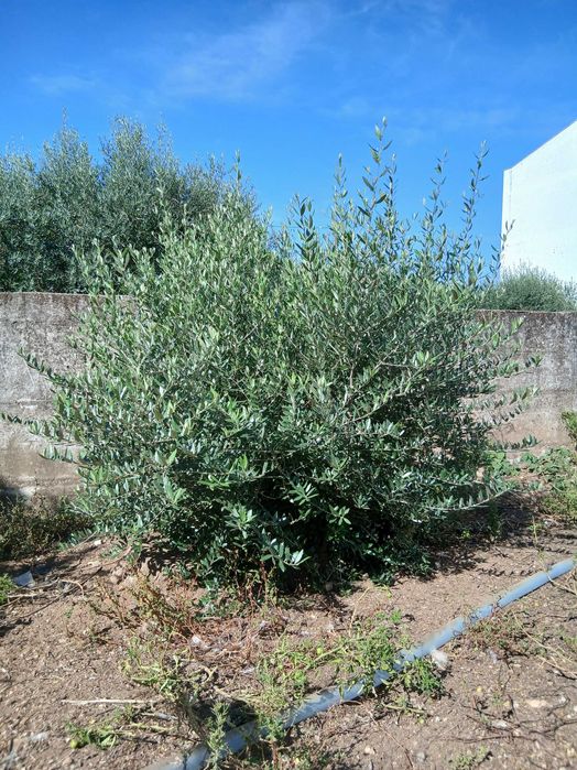 Oliveira Centenária