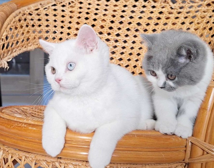 Kocurek Brytyjski Biały Odd Eye Rodowód  WCF