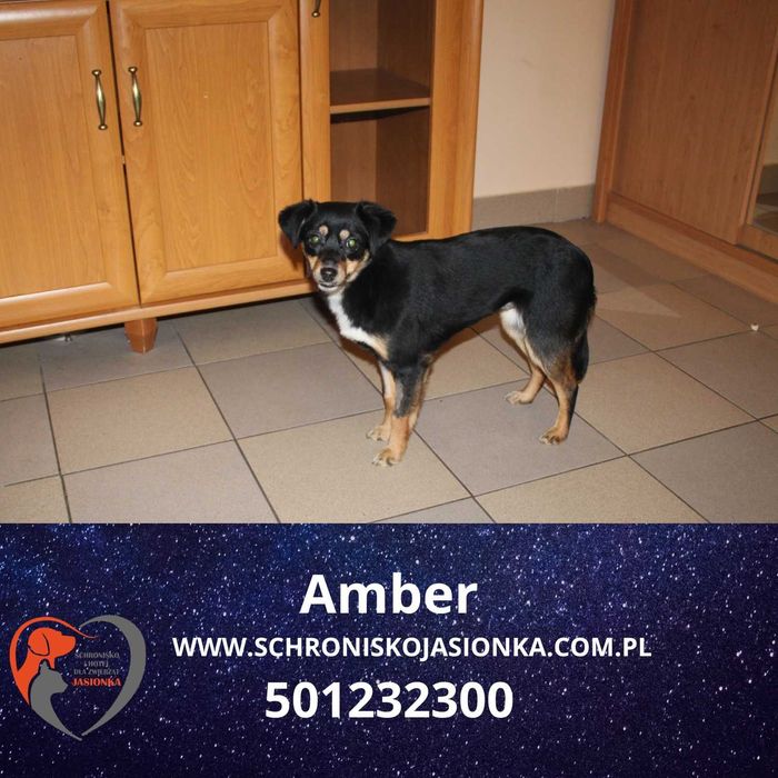 Amber w schronisku jasionka aktualne