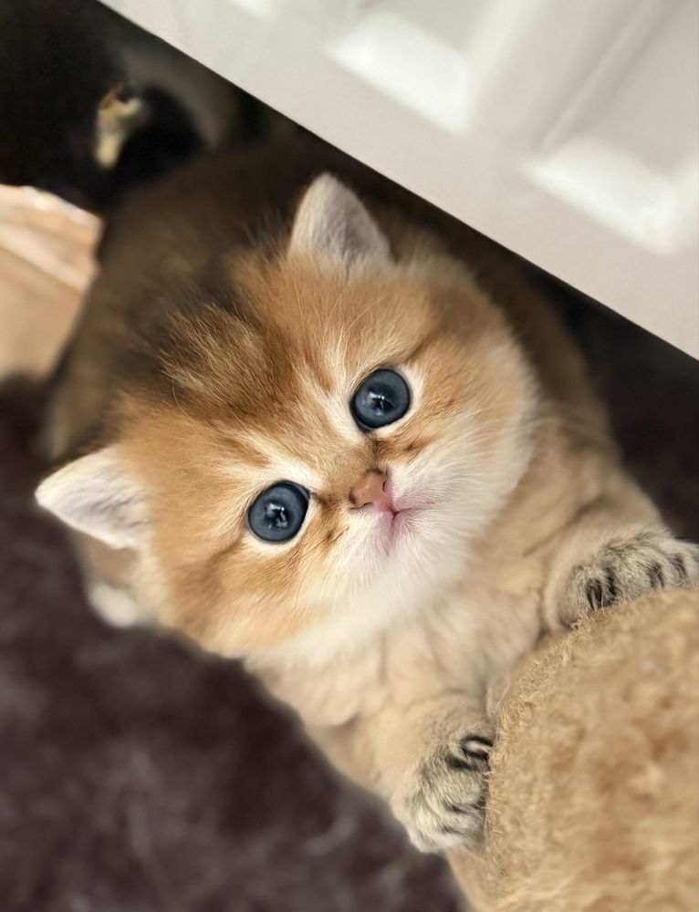 Кошенята золота шиншила
