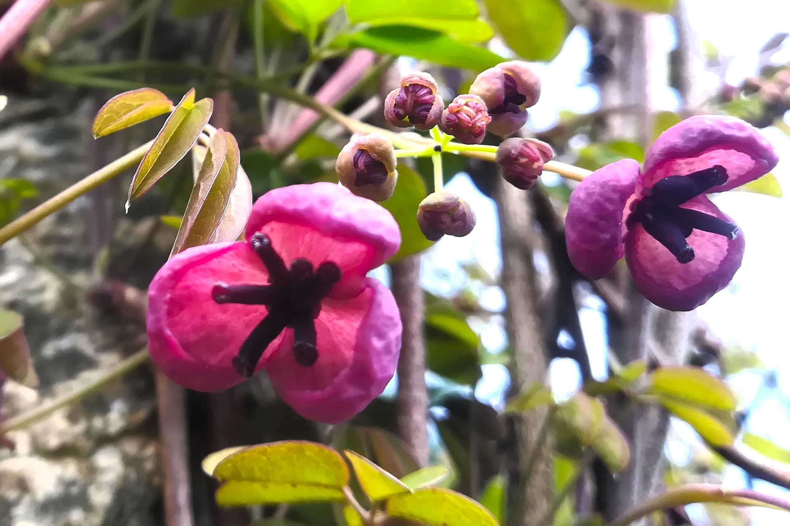 Akebia Quinata - Trepadeira Chocolate